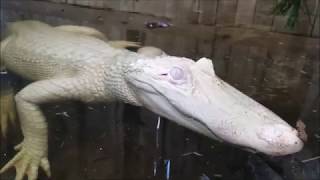 Albino Alligator Educational Video [upl. by Selby417]