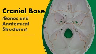 Cranial Base Bones and Anatomical Structures [upl. by Fiore]