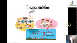 1L Bioaccumulation [upl. by Idaf]