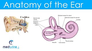 Anatomy and Physiology of the Ear [upl. by Kudva83]