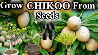 🔴how to grow chikoosapodillasapota plant from seeds at home [upl. by Alemap]