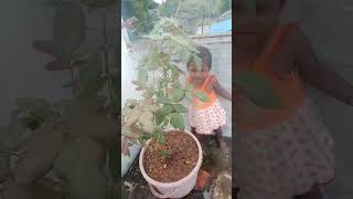 Pirundha kutty valartha Rose plant ☘️ nalla irukka comment pannunga family🌹🌹🌹 [upl. by Terpstra352]