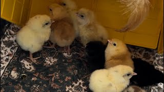 We incubated our first chicks [upl. by Casie487]