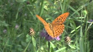 Perłowiec malinowiec Argynnis paphia [upl. by Wallas531]