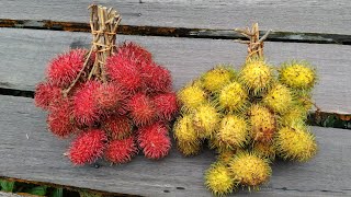 Rambutan Nephelium lappaceum  red or yellow which tastes better [upl. by Mayce625]