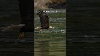 Bald eagle grabs fish and swallows it alive all while flying bird eagle baldeagle fishing [upl. by Ahsien]