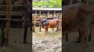 Mind Blowing Sahiwal Bull Getting Showered at Village Cattle Market Bangladesh 2024 [upl. by Esorylime899]