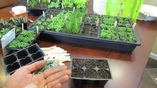 MFG 2016 Planting Oregano a Perennial Herb Using the OverSeeding Method Start Early [upl. by Sigler]