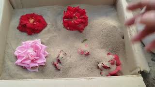 How to Dry Flowers Without Silica Gel Cheap Easy Way to Preserve Flowers [upl. by Mariande]