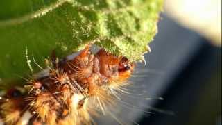 Ampfereule Raupe Acronicta rumicis [upl. by Lunneta]