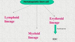 CELLS OF IMMUNE SYSTEM MALAYALAM [upl. by Allerus]