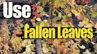 What To Do With Fallen Leaves  Free Fertilizer For Plants [upl. by Mellen]