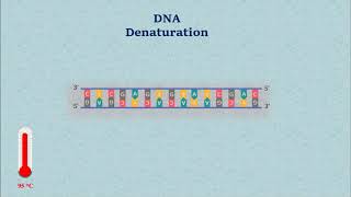 Sanger DNA Sequencing  Gel Electrophoresis Animation [upl. by Lyrret87]