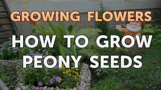 How to Grow Peony Seeds [upl. by Natek]