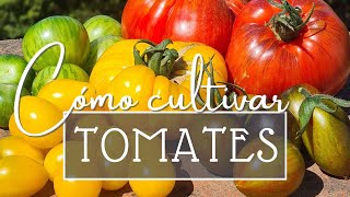 Cuidados del TOMATE 🍅 Todo lo que necesitas saber [upl. by Anselm448]