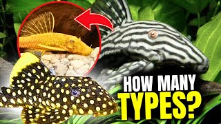 The 15 BEST Types Of Plecos [upl. by Jeritah]