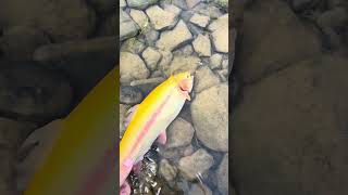 Golden trout on Tygart River in West Virginia [upl. by Cykana]