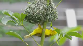 Weaver Bird Weaving A Nest  San Diego Zoo [upl. by Hsizan]