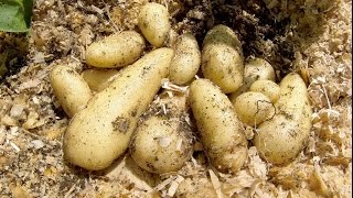 GARDEN IN MID JULY amp FIRST POTATOES [upl. by Shwalb677]