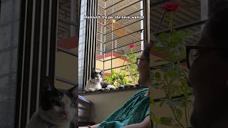 Mom and pet conversation 💘🐈‍⬛mom love catlover trendingshorts [upl. by Berenice620]