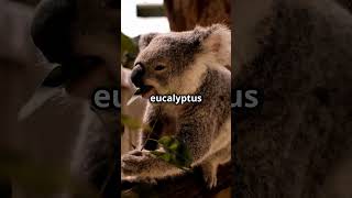 Why Koalas Sleep 22 Hours Daily koalas didyouknow nature [upl. by Beniamino]