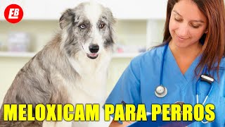 Meloxicam para perros Lo que TODO dueño debe saber [upl. by Anida]