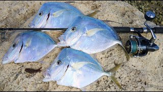 Florida’s Thinnest Fish MOONFISH Lookdown Catch Clean Cook [upl. by Adnilreh120]