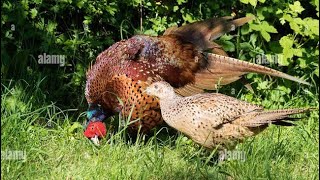 Ring necked pheasant on breeding Difference Between Male youtubetrendingshort viralyoutubevideos [upl. by Springer]