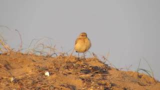 Isabelline Wheatear  Seaton Snook  Teeside  November 2014 [upl. by Lenwood548]