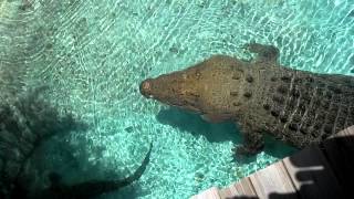 16 ft Saltwater Crocodile Jumping for Hat [upl. by Eirelam]