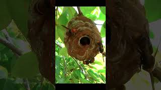 Nest of Yellowvented hornets [upl. by Milburn993]