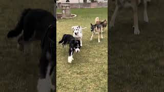 Crazy Dog Park Fail Pt 2 😭 [upl. by Aicire]