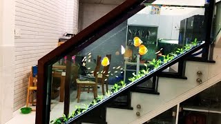 Beautiful Ladder Discus Tank Ideas  Gorgeous Discus Planted Aquariums [upl. by Eeroc23]