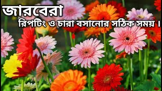 জারবেরা গাছের রিপটিং ও চারা লাগানোর সঠিক সময় ।। [upl. by Ertha252]