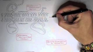 Cell membrane IV  Saturated Unsaturated and Cholesterol [upl. by Felske]