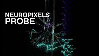 Neuropixels Probe Recording Activity in Neurons [upl. by Seidel]