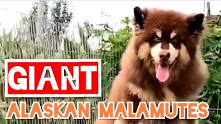 Giant Alaskan Malamute Puppies Extra Large Alaskan Malamute Puppy Video Copper Coat [upl. by Attenrad749]