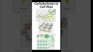 Cell Wall structure Carbohydrates in cell wallshortsviral [upl. by Virnelli]