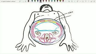 Fascia Transversalis Extraperitoneal connective tissue amp Parietal peritoneal folds Ant Abd  10 [upl. by Mcgraw]