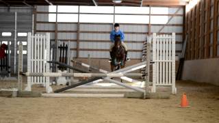 Teaching my Standardbred to Jump and Canter [upl. by Nnewg]