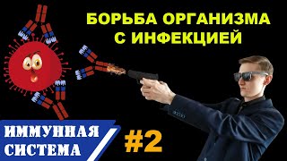 ИММУНИТЕТ человека 2  Механизм специфического ИММУННОГО ОТВЕТА  Ткиллеры Блимфоциты антитела [upl. by Toland176]