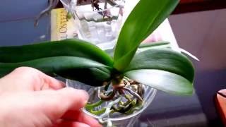 Beginners tips on full water culture method for orchids [upl. by Adnovahs]