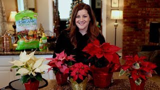 Poinsettia Care Guide ❤️🌿  Garden Answer [upl. by Cerveny163]