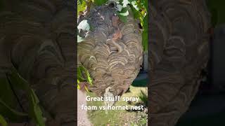 Spray foam vs hornet nest hornet hornetnest sprayfoam yellowjackets waspnest [upl. by Greenburg]