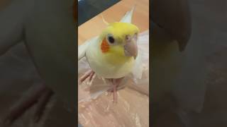 Baby parrot cocktail singing song new cocktail birds singingsong parrot viralvideo viralshort [upl. by Amjan]