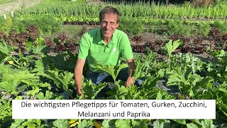 Reiche Ernte an Tomaten Paprika Chili Gurken und Zucchini  dank diesen einfachen Pflegetipps 😁 [upl. by Petigny974]