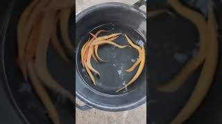 XANTHIC Fire Eels ExoticFishGuycom [upl. by Ing]