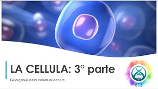 LA CELLULA 3°PARTE GLI ORGANULI CELLULARI [upl. by Rehteh]