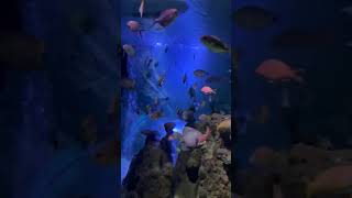 travel belgium blankenberge touraquarium fish sonar [upl. by Kala]