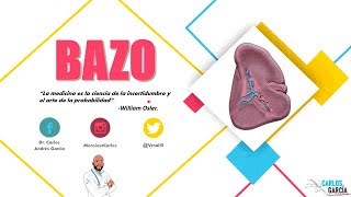 Anatomía  Bazo Caras Bordes Irrigación y Drenaje [upl. by Trinatte]